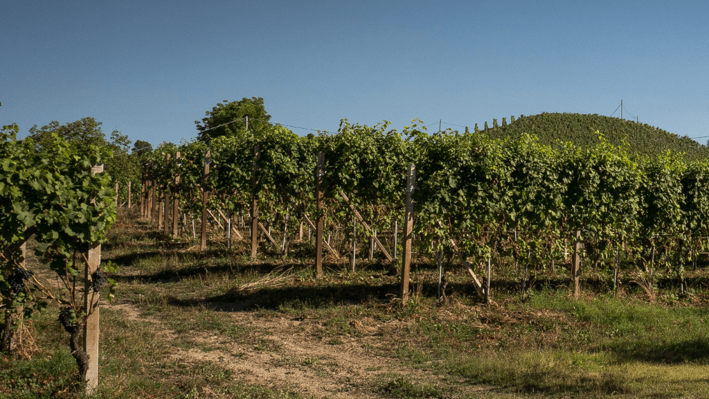 Passeggiate nelle Langhe: 5 Percorsi tra Vigneti e Borghi
